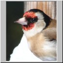 Carduelis carduelis - Stieglitz 01i.jpg